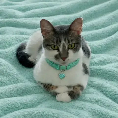Calypso