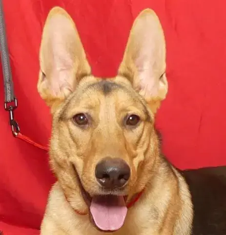 Elliott