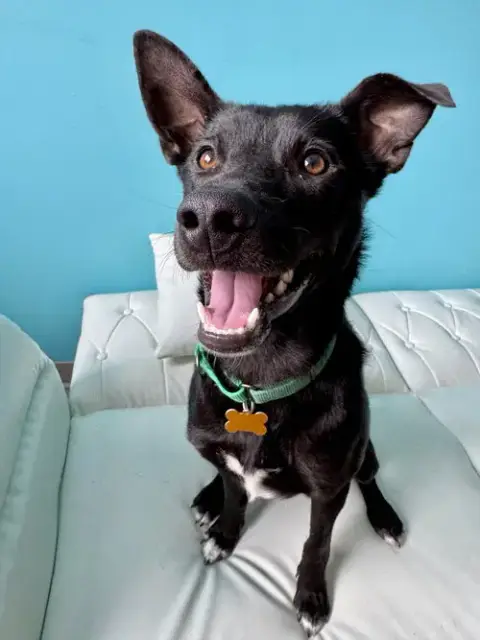 Petey