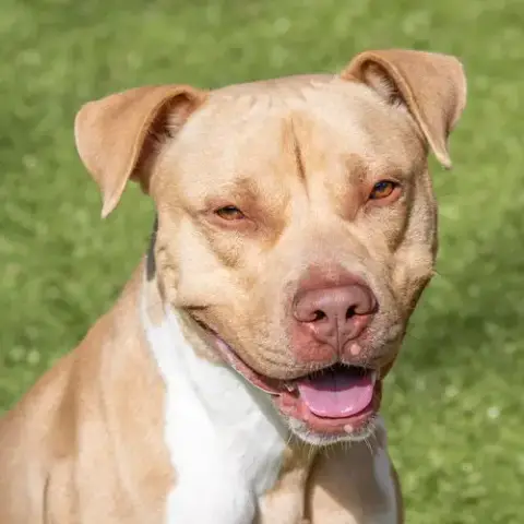 Reuben