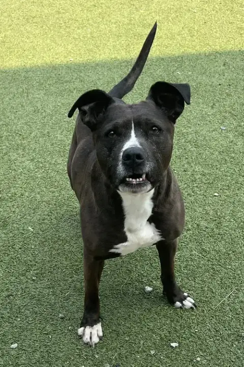 Bruno Ii photo 3