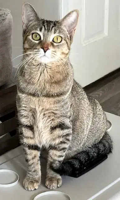 Kitten Jade