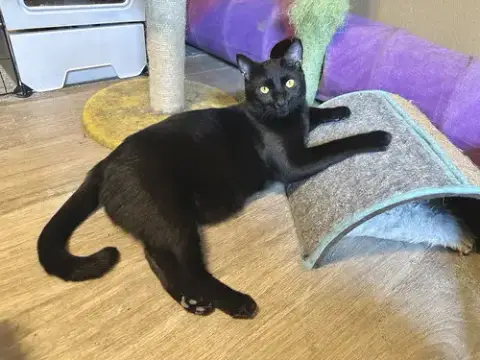 Black Hole
