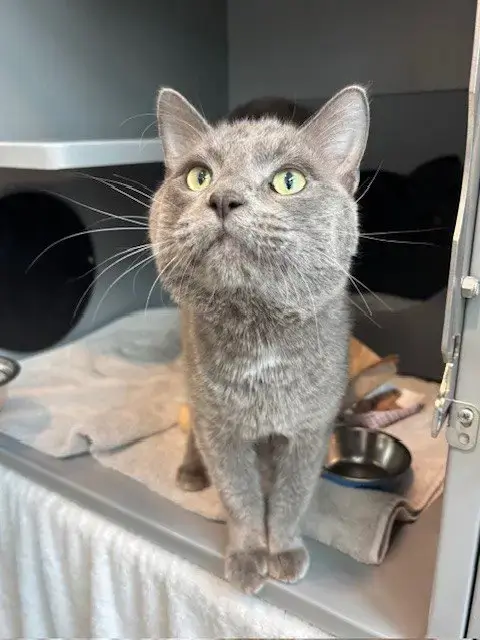Oliver