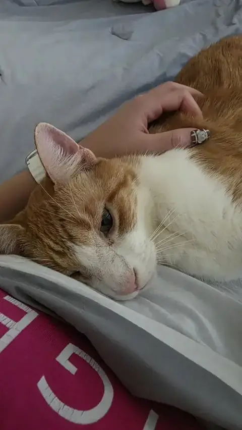 Coco photo 5