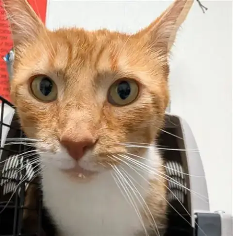 *Penelope