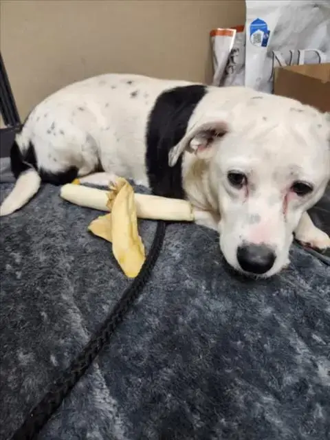 Xena