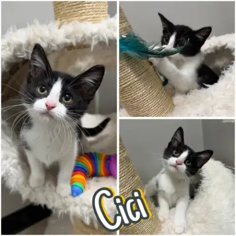 Cici