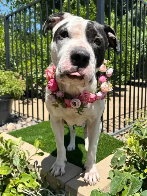 Clarabelle photo 2