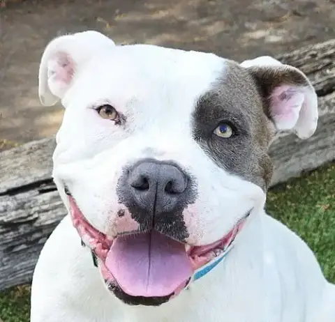 Wow Ms Wynona ~ Pocket American Bully