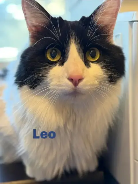 Leo photo 3