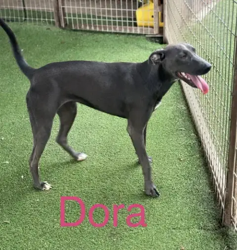 Dora photo 2