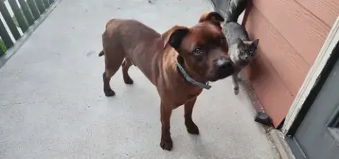 Roscoe