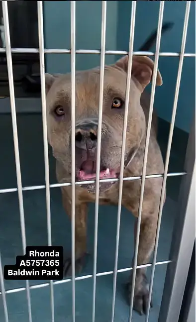 Rhonda
