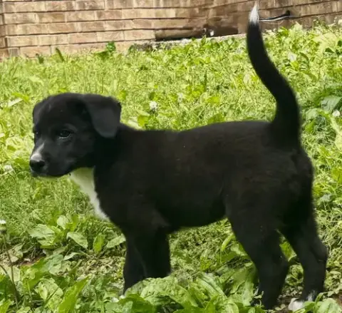 Puppy Butters photo 3