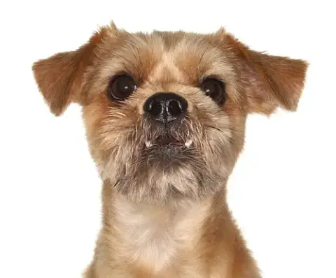 Rylo