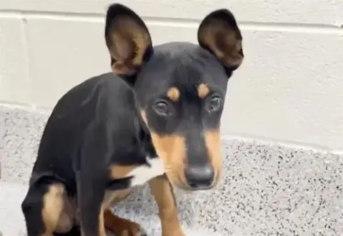 Scout