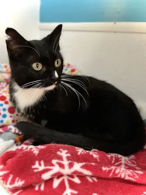 Sauki