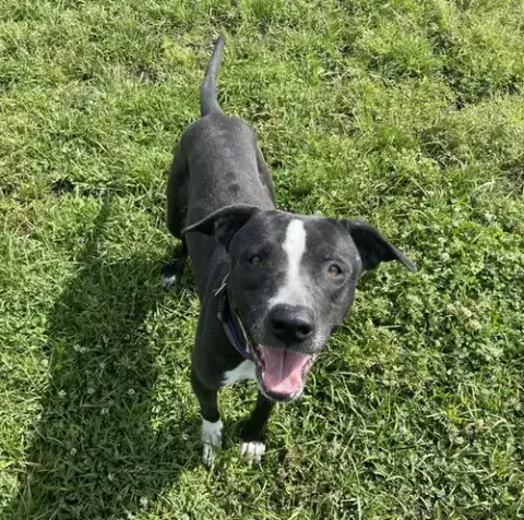Oreo
