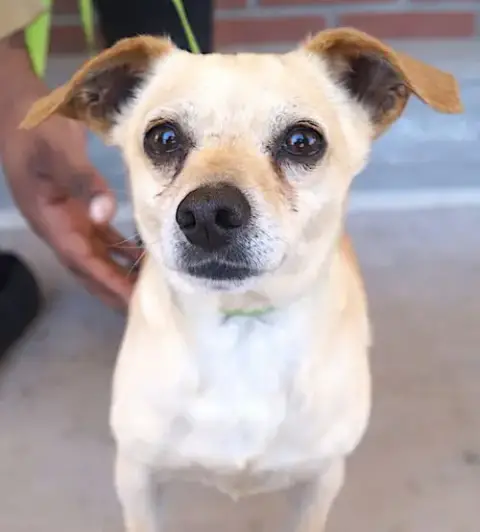 Guero