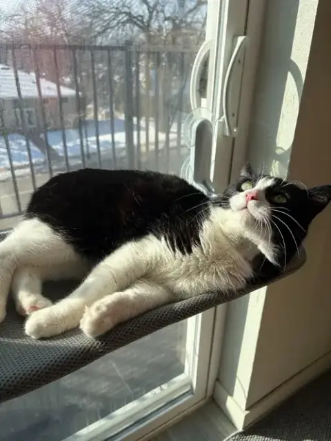 Oreo photo 4