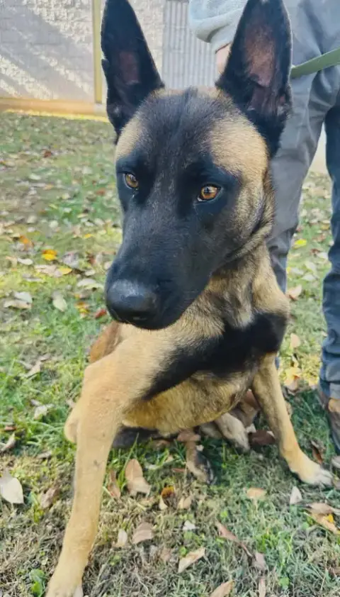 Buddy
