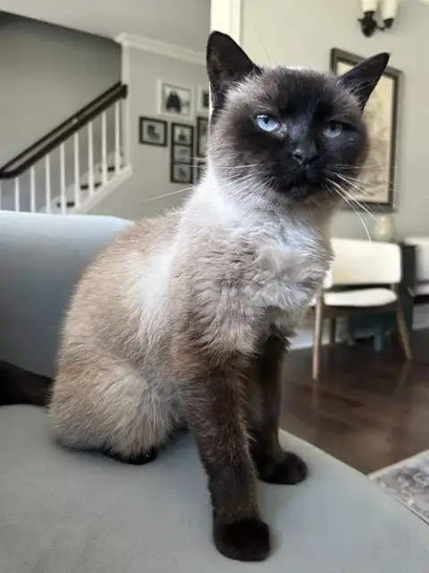 Mocha