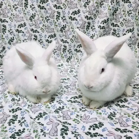 Cotton photo 3