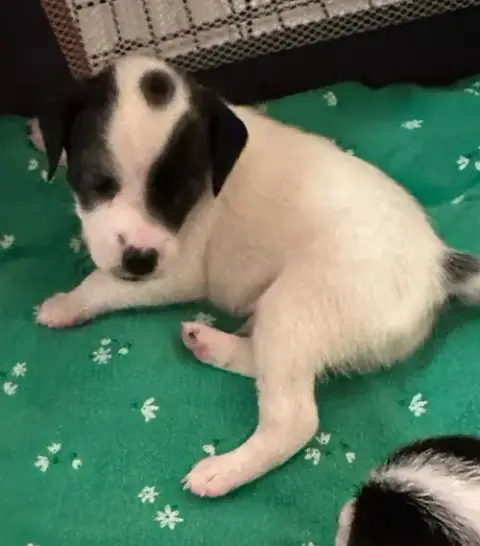 Puppy Woody