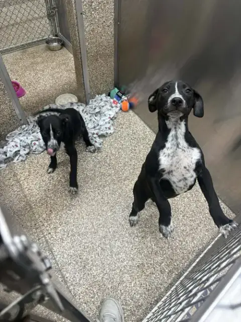 Heeler/Black Lab Pups photo 2