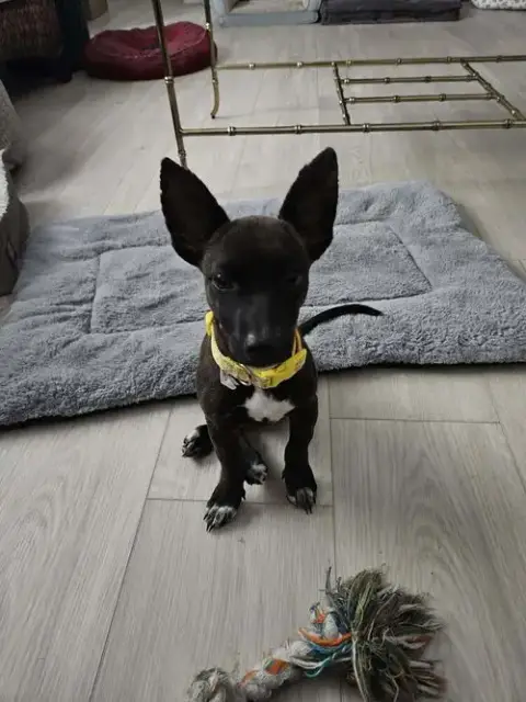 Penny Aka Precious photo 2