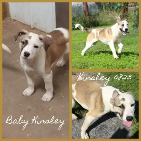 Kinsley photo 2