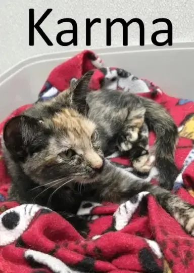 Karma photo 4