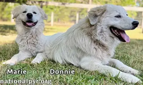 Donnie & Marie In Ga photo 2
