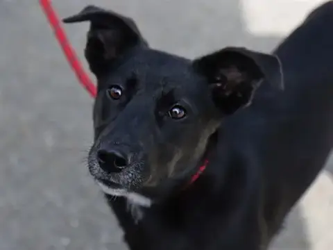 Lokita