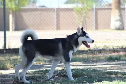 Thor photo 3