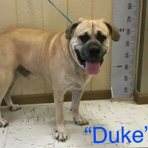 Duke