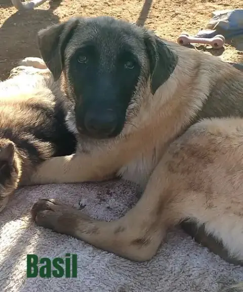 Basil photo 2