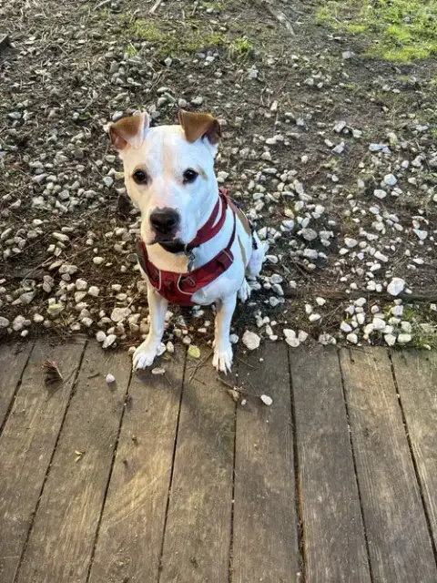 Odie photo 5