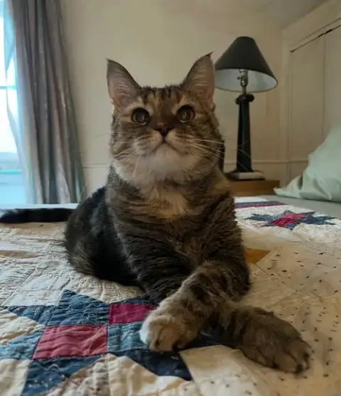 Phoebe photo 2