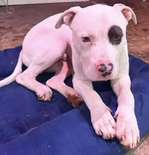 Petey: Not At The Shelter photo 5