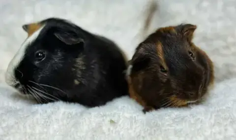 Piggie And Gerald photo 5