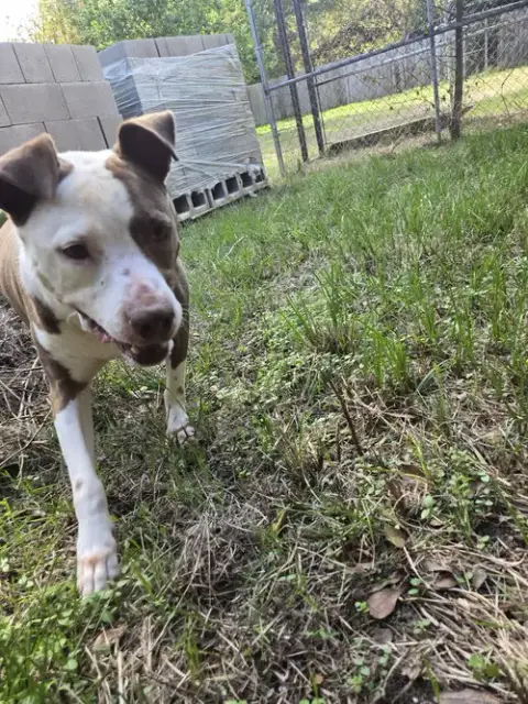 Rosco