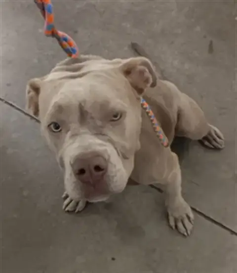 Lola