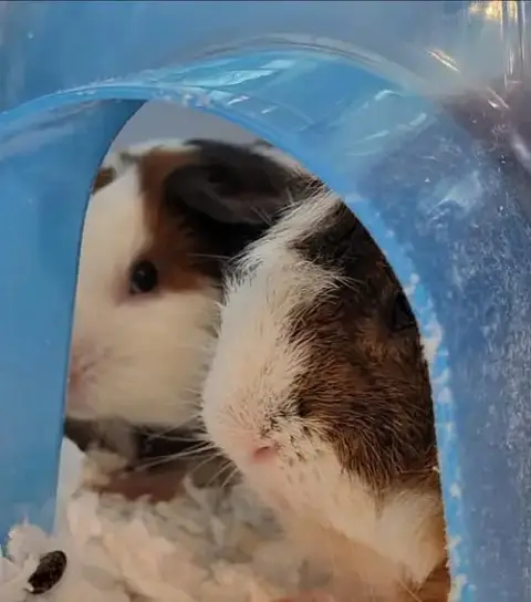 Pedro & Popsicle photo 3