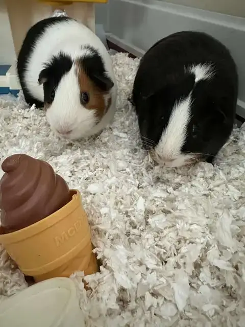 Storm And Ozzy