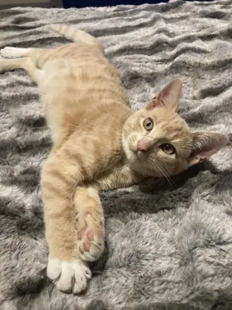 Grogu