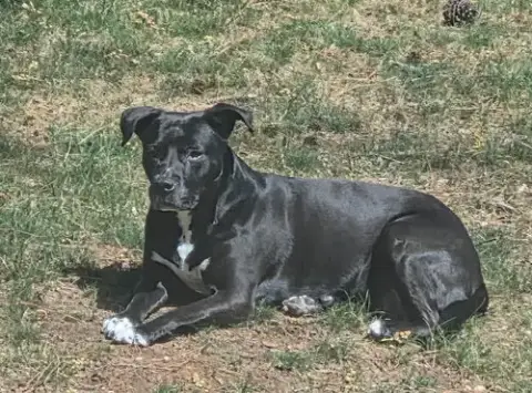 Ruby photo 2