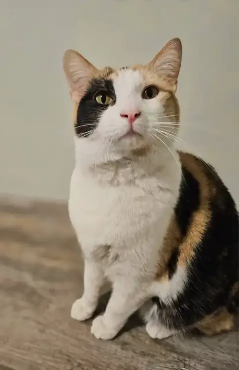 Delilah photo 4