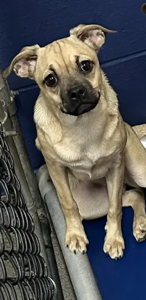 Pixie 5 Months Available 4/29